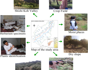 Phyto-ecological study of the forests of Shishi Koh Valley, Chitral, Pakistan 