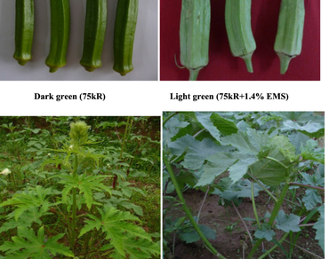 Efficacy of mutagenic treatment with gamma-rays, EMS and combinations in producing superior mutants in okra (Abelmoschus esculentus L.) 