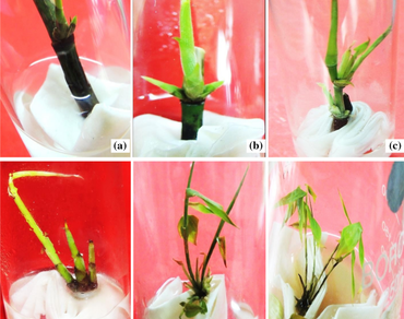 Cytokinin influence on in vitro shoot induction and genetic stability assessment of Dendrocalamus latiflorus Munro: a commercially important bamboo in Manipur, North-East India 