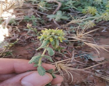 Chemical composition and antimicrobial activity of Teucrium luteum subsp. flavovirens essential oil from Northwestern Algeria 