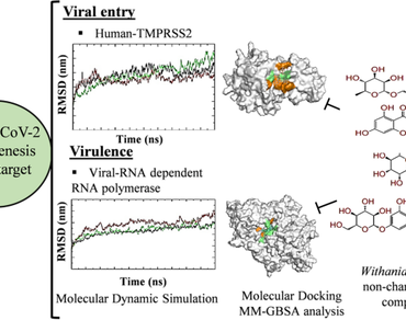 Withania somnifera phytochemicals possess SARS-CoV-2 RdRp and human TMPRSS2 protein binding potential 