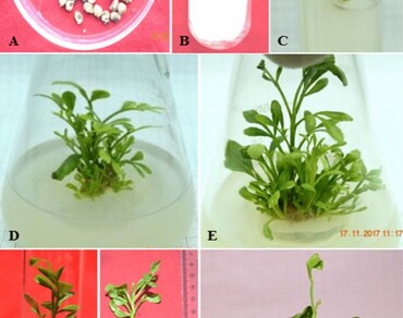 Potential of meta-Topolin (mT) in improved in vitro regeneration of Feronia limonia (L.), Swingle 