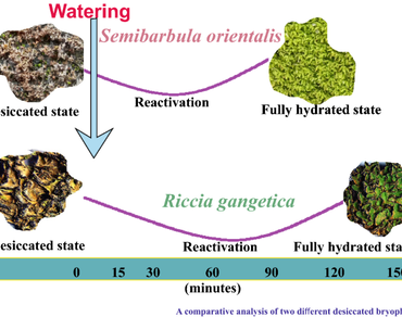 Study of biochemical and biophysical adjustments during transition from desiccation-to-fully-hydrated states in Riccia gangetica and Semibarbula orientalis 