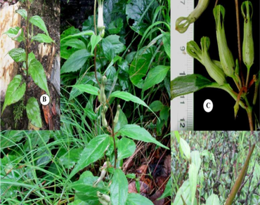 Ceropegia hookeri C.B. Clarke ex Hook.f. (Apocynaceae: Asclepiadoideae), an Endangered species new record for the flora of Western Himalaya, India 