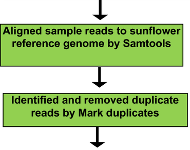 In silico genome-wide discovery and characterization of SSRs and SNPs in powdery mildew disease resistant and susceptible cultivated and wild Helianthus species 