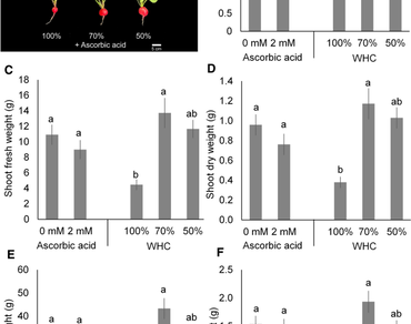 Radish (Raphanus sativus L.) growth and gas exchange responses to exogenous ascorbic acid and irrigation levels 