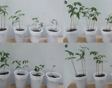 Alteration in physio-biochemical attributes and chlorophyll fluorescence of mungbean caused by arsenic stress 