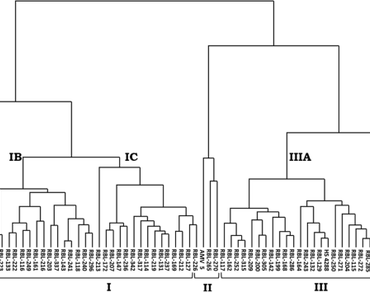 Genetic diversity in advanced breeding lines derived from intraspecific crosses of roselle (Hibiscus sabdariffa L.) 