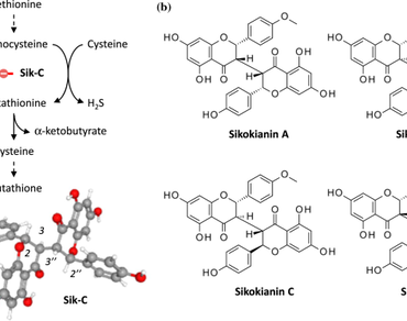 Binding of sikokianin C and related C-3/C-3″-biflavanones to cystathionine β-synthase. A molecular docking study 