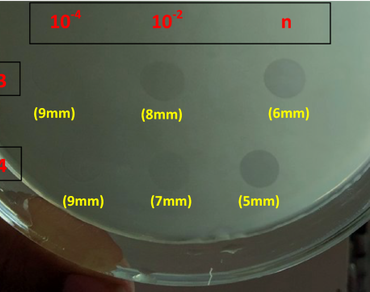 Lytic bacteriophages in preventing the bacterial blight of pomegranate caused by Xanthomonas axonopodis pv. punicae 