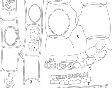 Some rare and new taxa of the genus Spirogyra (Zygnematales, Chlorophyceae) from river Kosi basin adjoining parts of India and Nepal 