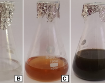 Evaluation of antioxidant, anti-inflammatory and antidiabetic activities of green synthesized silver nanoparticles and in vivo plant extracts of Nothapodytes foetida 