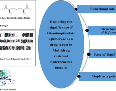 Exploring the significance of diaminopimelate epimerase as a drug target in multidrug resistant Enterococcus faecalis  