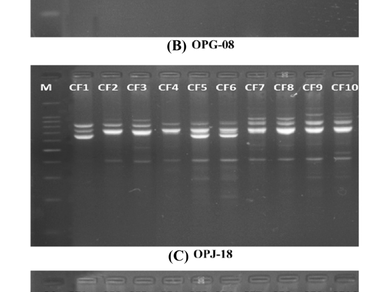 Assessment of genetic diversity among wild populations of Coleus forskohlii in the Garhwal Himalaya 