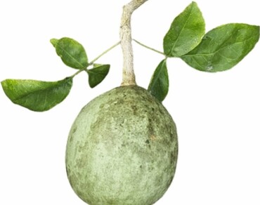 Green synthesis of antimicrobial selenium and gold nanoparticles using Aegle marmelos fruit extract 