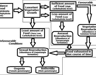 Structural variation in sexual reproductive bodies in the members of oömycetes  