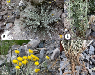 Phylogenetic placement of the northeastern Pakistani Ajania fruticulosa (Ledeb.) Poljakov (Asteraceae) on the basis of nrDNA-ITS sequences 