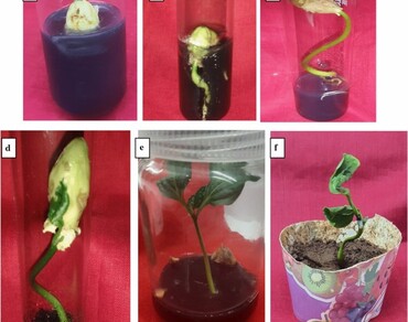 Activated charcoal: an effective enhancer of in vitro seed germination and growth in Nothapodytes foetida—a threatened medicinal plant 