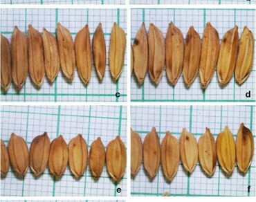 Chlorophyll a fluorescence activity and genetic heritability of morphological attributes among mid-early and late-duration indica rice genotypes of Odisha 