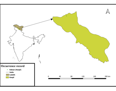 Trees of the Trans-Himalaya: first report of Pinus wallichiana A. B. Jackson from Ladakh 