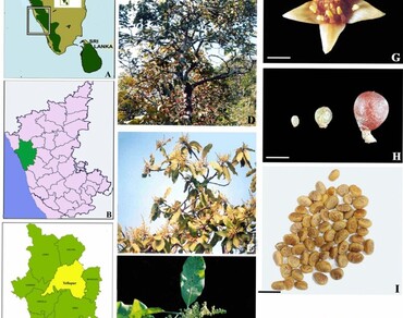 Morphological and anatomical studies of Buchanania lanzan Spreng. fruit and seed (Anacardiaceae) and the factors causing its extinction 
