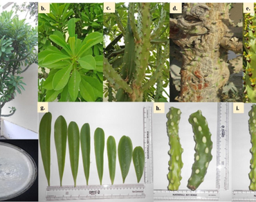 Comparative pharmacognostical standardization of different parts of Euphorbia neriifolia Linn 
