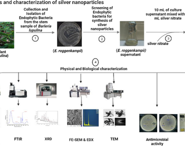 Biosynthesis of silver nanoparticles using the endophyte Enterobacter roggenkampii BLS02 from Barleria lupulina and their role in the inhibition of food borne bacteria 