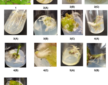 In vitro root proliferation from different explants of Solanum nigrum L. 