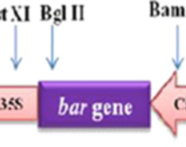 Transgenic lettuce (Lactuca sativa L.) harboring chitinase gene expressed resistance against a devastating fungus, Sclerotinia sclerotiorum 