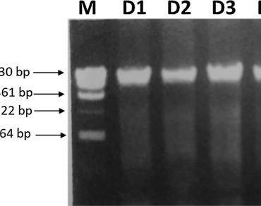 DNA barcoding and antioxidant study of four Dendrobium species found in Manipur
