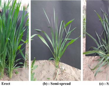 Precision of traits recording under terminal heat stress in bread wheat (Triticum aestivum L.) 