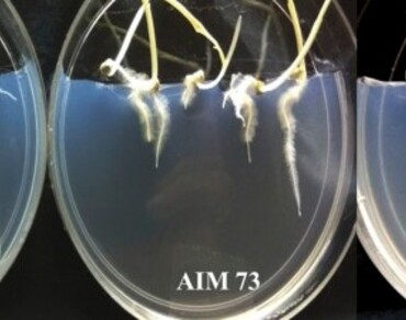Prevalance of multifunctional Azospirillum formosense strains in the rhizosphere of pearl millet across diverse edaphoclimatic regions of India