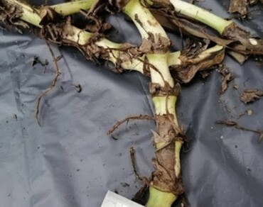 Determination of antioxidant and antibacterial properties of Tradescantia spathacea root extracts