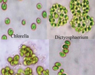 Pigment composition analysis of selected green microalgae through multivariate analysis and their potential as high value nutraceuticals