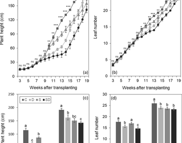 Recovery from drought and saline stress in growth and physiology of sugarcane 