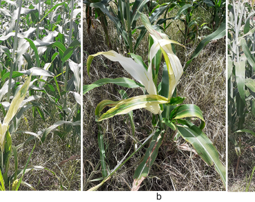 Natural infection of Ca. Phytoplasma sacchari  causing sugarcane grassy shoot disease in Sorghum bicolor