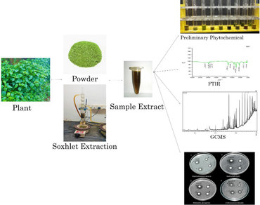 Profiling bioactive compounds of Pogostemon benghalensis (Burm.f.) Kuntze and its antibacterial activity