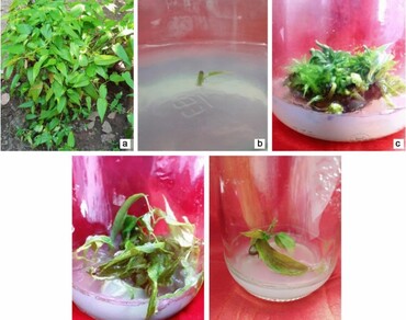 In vitro culture studies on Aristolochia krisagathra Sivar. & Pradeep: an ethnobotanically important plant 