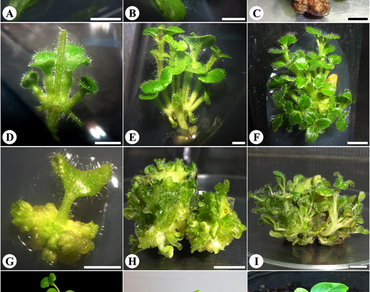 Micropropagation of threatened medicinal plant Andrographis lineata var. lawii