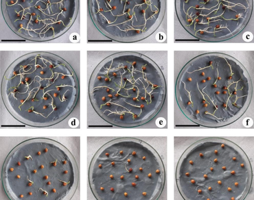 Estimation of salinity stress tolerant level of chickpea cultivars (Cicer arietinum) using seed germination experiment followed by good agricultural practices recommendation