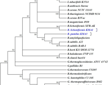 Characterization of nitrilase-producing thermophilic bacteria and exploring their potential for mandelic acid synthesis