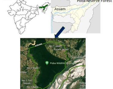Edge-interior disparities in tree species and structural composition of Poba Reserve Forest (PRF), Assam at the foothills of himalayas
