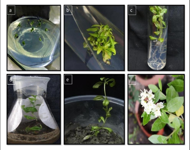 Transcriptome analysis reveals upregulated secondary metabolite pathways in micropropagated Lawsonia inermis L.