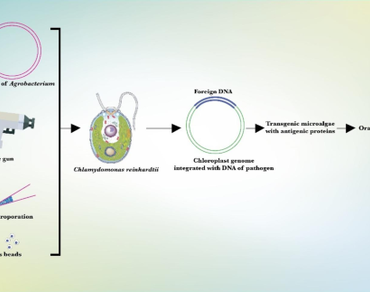 Edible microalgae: potential candidate for developing edible vaccines  