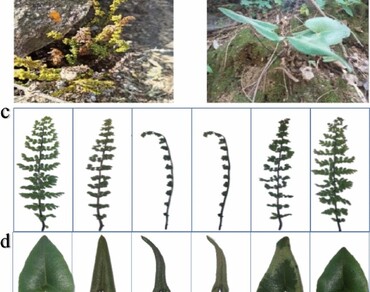 Comparative analysis of desiccation tolerance in Oeosporangium elegans and Mickelopteris cordata