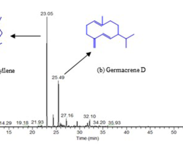 Volatile organic components of Baccharoides lilacina (Dalzell & A. Gibson) M. R. Almeida flowers, an indigenous plant