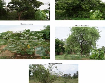 Humidification potential of five plants inhabiting arid zone of Rajasthan
