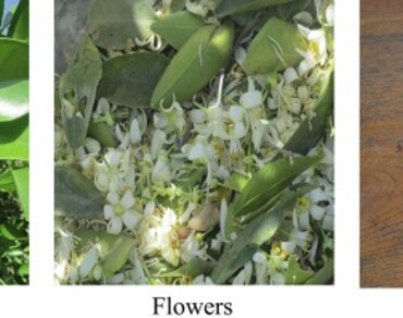 Analyses of sweet lime essential oils (Citrus limettioides Tan) in relation to various planting sites in Egypt