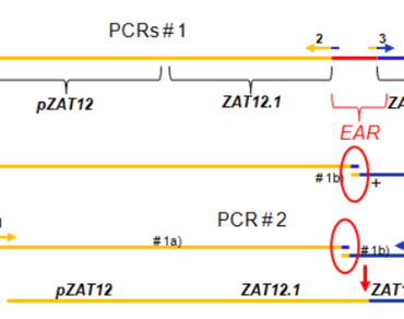 Validation of expression and cellular localization of AtZAT12 gene deleted an EAR motif in Nicotiana benthamiana using the transient expression system