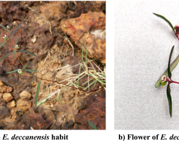 Assessment of phytometabolite distribution, in vitro antioxidant and anti-inflammatory potential of novel plant, Euphorbia deccanensis—endemic to South India